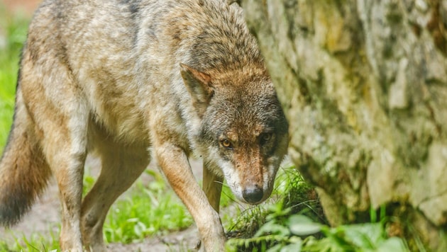 The wolf in Salzburg is to be dealt with more easily. The state wants to allow preventive shooting. (Bild: Gerhard Schiel)