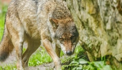 Dem Wolf in Salzburg soll es leichter an den Kragen gehen. Dias Land will präventive Abschüsse ermöglichen. (Bild: Gerhard Schiel)
