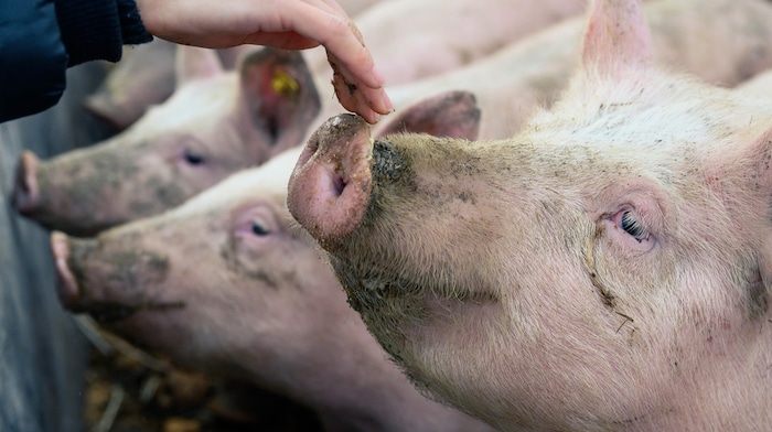 Die Schweine fühlen sich hier „sauwohl“