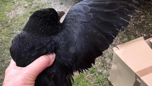 Simply made "unfit to fly" and its wings clipped: This crow was trapped to attract other birds. (Bild: zVg)