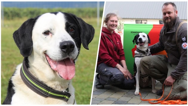 "Ali" is waiting for his forever home at Sonnenhof in Burgenland. Keeper Lisa (left) and trainer Georg Resch are taking great care of their protégé. (Bild: Landestierschutz Burgenland)
