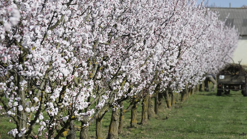 Die Marillen in der Wachau stehen in voller Blüte. (Bild: APA/ROBERT JAEGER)