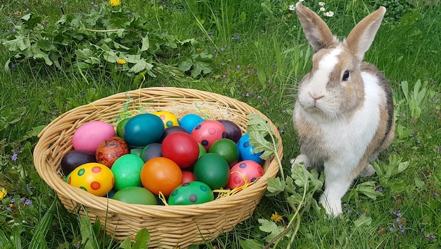 16 million Easter eggs will be given away this weekend. (Bild: APA/BIRGIT EGARTER)