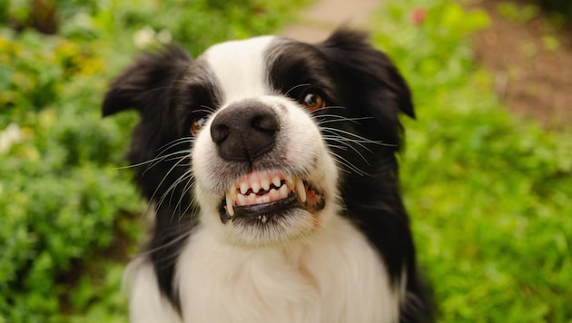 Çiftçinin border collie kırması bir köpeği var (sembolik resim) (Bild: stock.adobe.com)