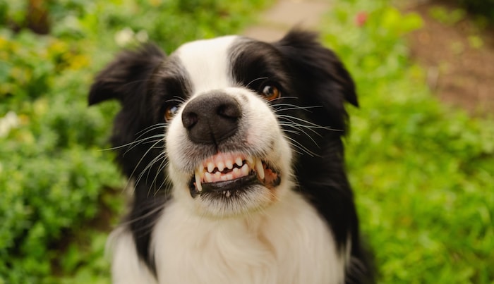 Der Landwirt besitzt einen Border-Collie-Mischling (Symbolbild)