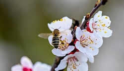 Die Bienen sind schon wieder fleißig: Hier wird eine Marillenblüte bestäubt. (Bild: Dostal Harald)