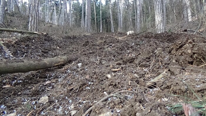 Wladyka was upset about pictures like this one from the forest.