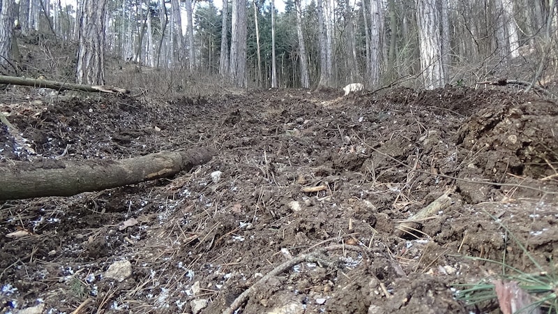 Über Bilder wie dieses aus dem Wald regte sich Bürgerlisten-Mandatarin Wladyka auf. (Bild: zVg)