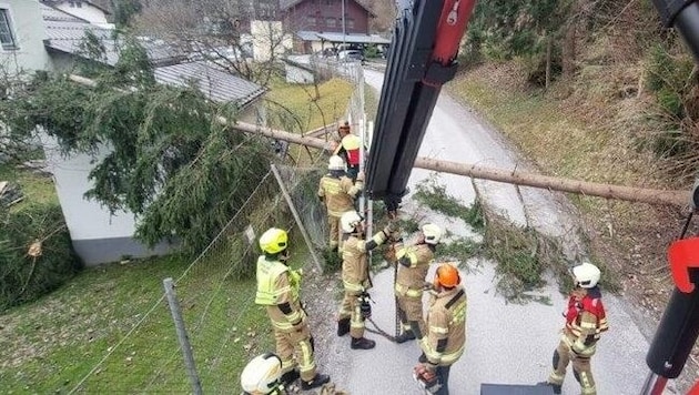 The tree fell over due to heavy gusts (Bild: FF St Johann im Pongau)