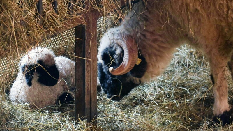 Die beiden Kleinen sind im Stall bei ihrer Mutter. (Bild: APA/ALPENZOO)