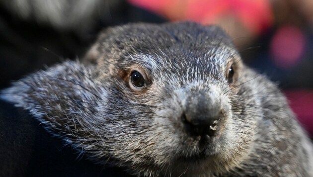 Marmot Phil has become dad to two babies. (Bild: AP)