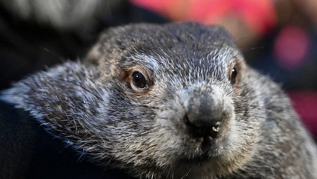 Marmot Phil has become dad to two babies. (Bild: AP)