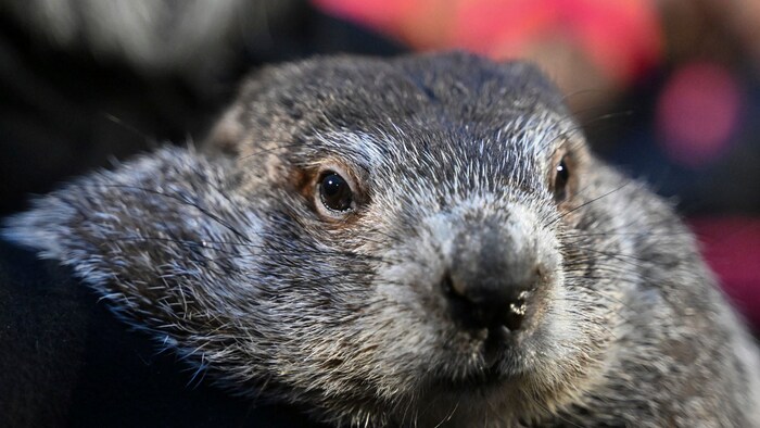 Groundhog Phil