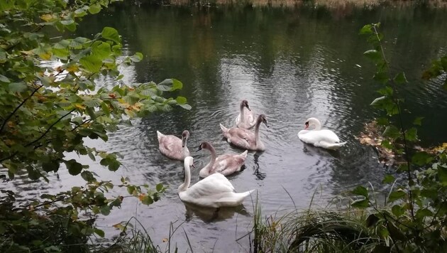 According to Hans Frey, large groups of swans automatically disperse in spring (Bild: zVg)