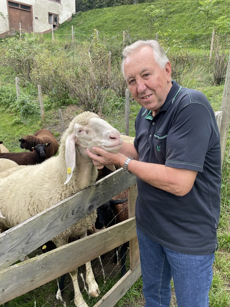 An die 100 Schafe tummeln sich auf der Stoani-Leitn. (Bild: Privat)