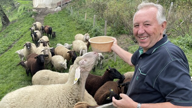 Die Schafe hören auf den Klang der Futterschüssel, nicht jedoch auf Stoani-Musik (Bild: Privat)