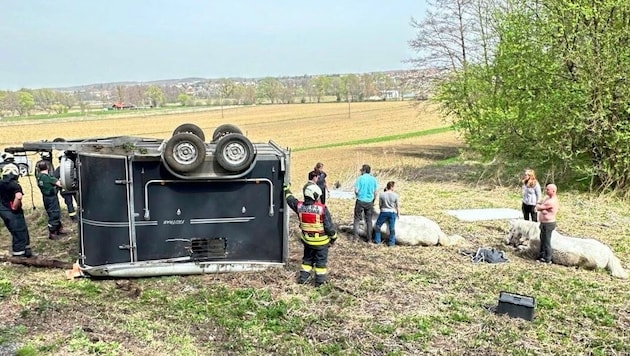 The trailer overturned twice. The Lipizzaners had to be carefully rescued. (Bild: Christian Schulter)