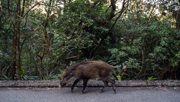 The wild boar ran over a 64-year-old man, who was slightly injured. (Bild: AFP (Symbolbild))