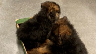 In einem Obstkorb bot der junge Mann in Wien die Welpen zum Kauf an.  (Bild: LPD Wien)