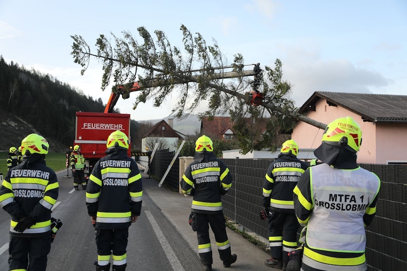 Zahlreiche umgestürzte Bäume aufgrund des heftigen Sturms in der Steiermark (Bild: Thomas Zeiler)