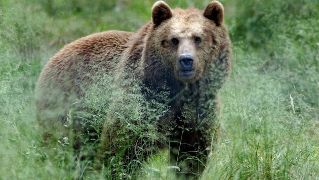 A man was injured on his arms and legs by a bear in Trentino. (Bild: APA/dpa/A3502 Horst Ossinger)