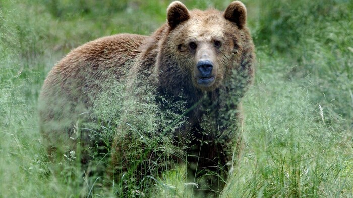 Grund zur Panik besteht nicht, wenn der Bär durch die Wälder streift (Archivbild). Ein paar ...