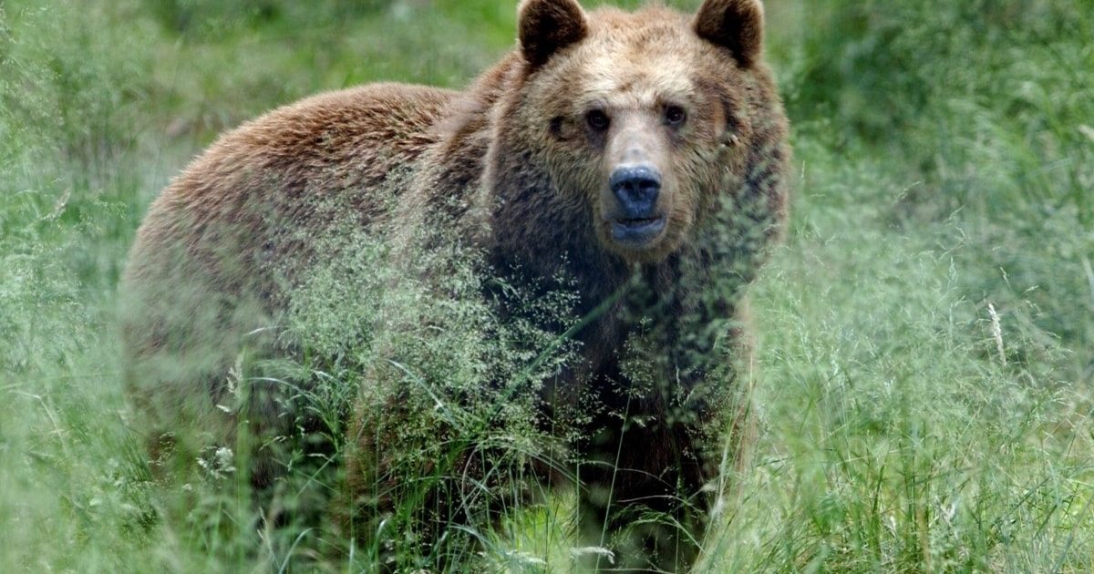 Hunted by a group - Shot bear falls from tree onto hunter – dead | krone.at