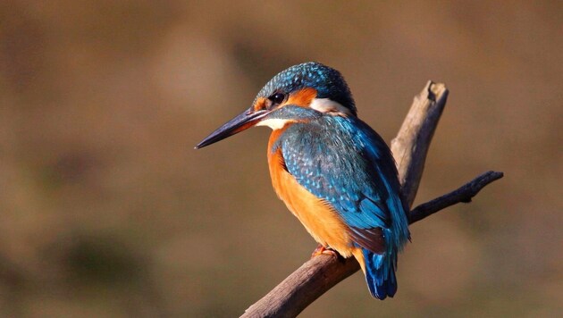 "Flying gem" is the nickname of this small bird. (Bild: Bernhard Huber)