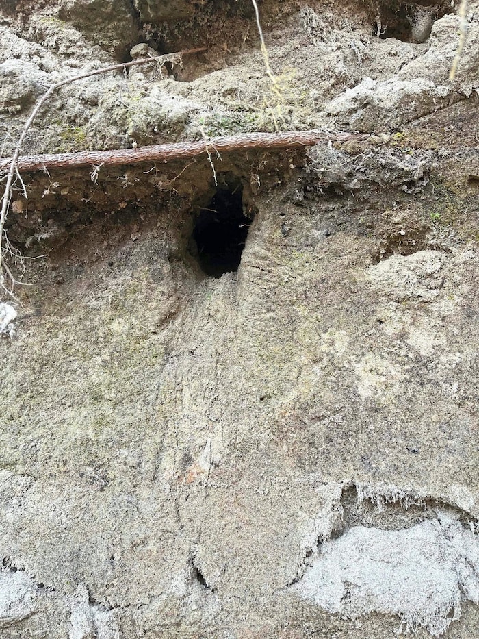 Um vor Feinden geschützt zu sein, braucht der Eisvogel für seine Bruthöhle senkrechte Lehm- und ...