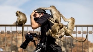 Ein Fotograf wird in Lopburi von mehreren Affen angegriffen. (Bild: AFP )