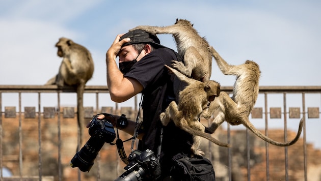 A photographer is attacked by several monkeys in Lopburi. (Bild: AFP )