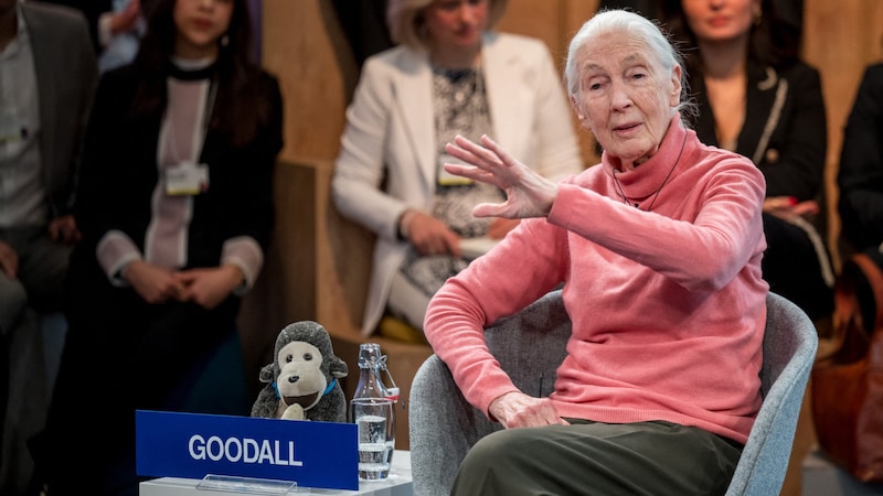 Jane Goodall beim Weltwirtschaftsforum im Jänner 2024 (Bild: AFP)