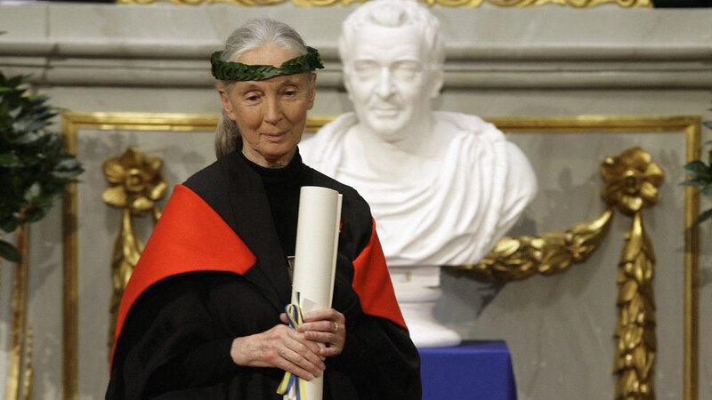 Jane Goodall bekam 2007 die Ehrendoktorwürde an der Pädagogischen Fakultät der Universität Uppsala nördlich von Stockholm verliehen. (Bild: AFP)