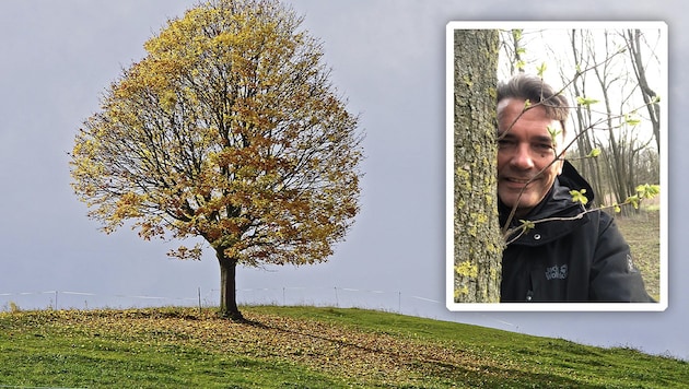 Harry Blümel war es ein Anliegen, ein Baumhoroskop für die Region zu gestalten. Derzeit ist der Ahorn „aktiv“. (Bild: Alois Litzlbauer Naturbestattung GmbH Krone KREATIV,)