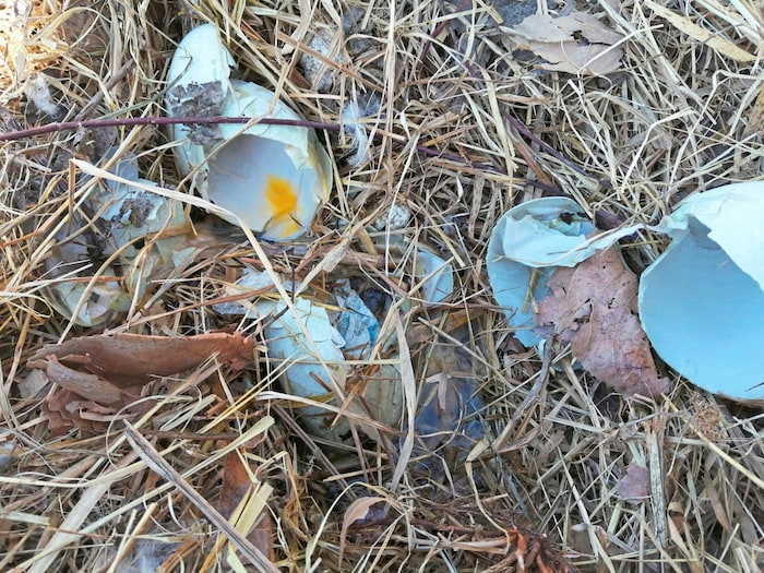 The eggs were crushed.