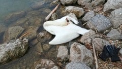 In den Morgenstunden hat eine Tierfreundin den toten Schwan gefunden. Das Nest wurde verwüstet. (Bild: VGT)