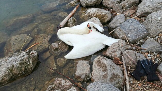An animal lover found the dead swan in the early hours of the morning. The nest had been vandalized. (Bild: VGT)