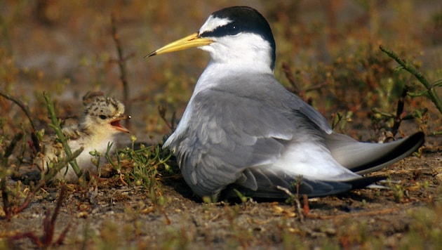 Flussseeschwalben brauchen Schotterbänke zum Brüten. Da diese selten geworden sind, muss der Mensch mit seinem Erfindergeist jetzt aushelfen.  (Bild: J. Bohdal/Naturfoto)