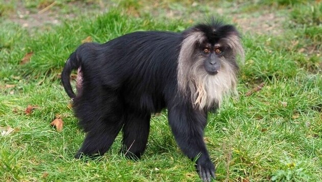 "Ruma" majmot elrablása után nyilvánvalóan magára hagyták. (Bild: Zoo Leipzig)