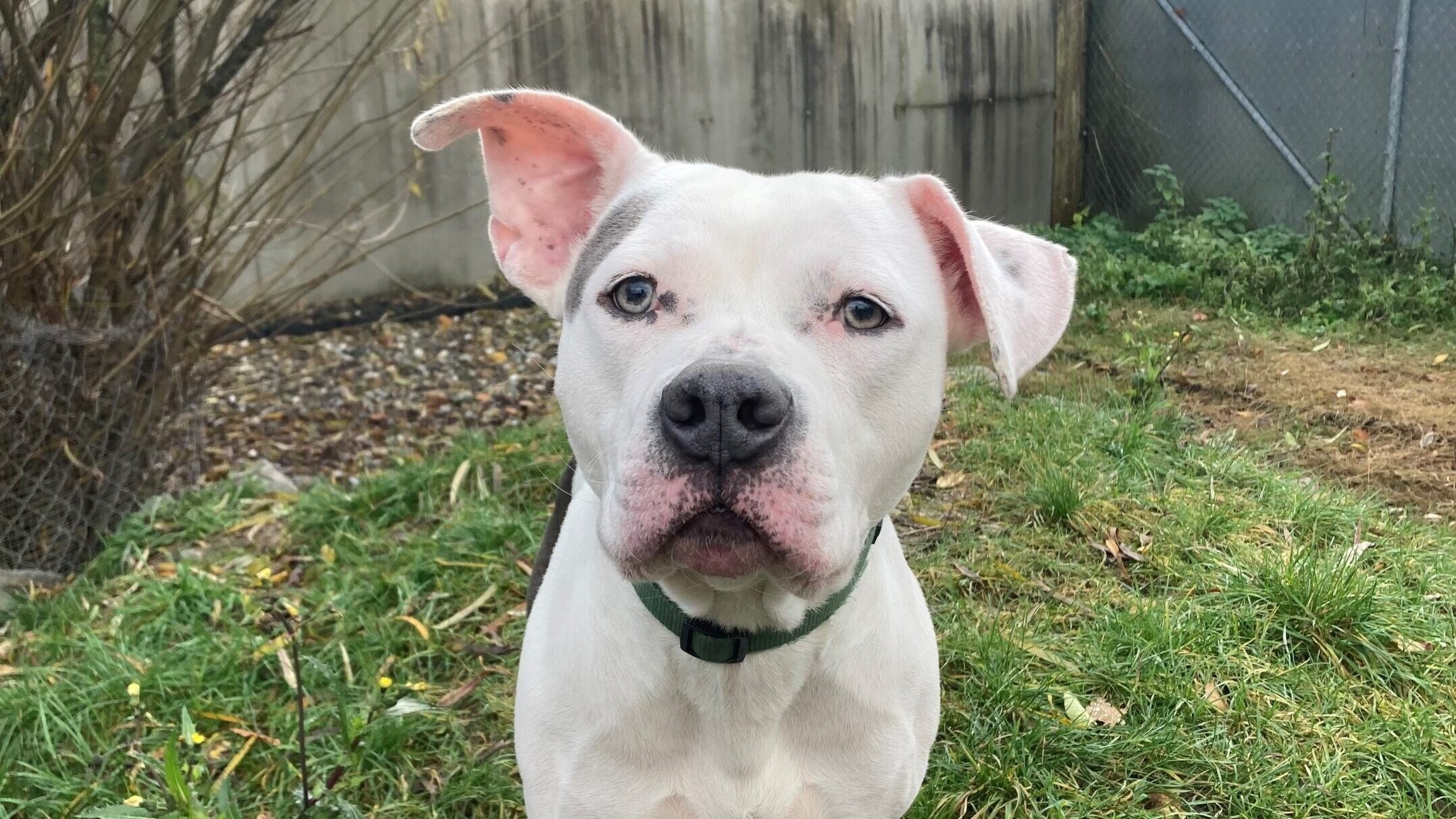 Dusty musste schon viel Zeit alleine verbringen. (Bild: Tierschutzheim Vorarlberg)