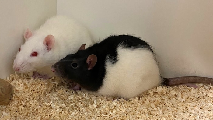 The cute colored rat ladies.