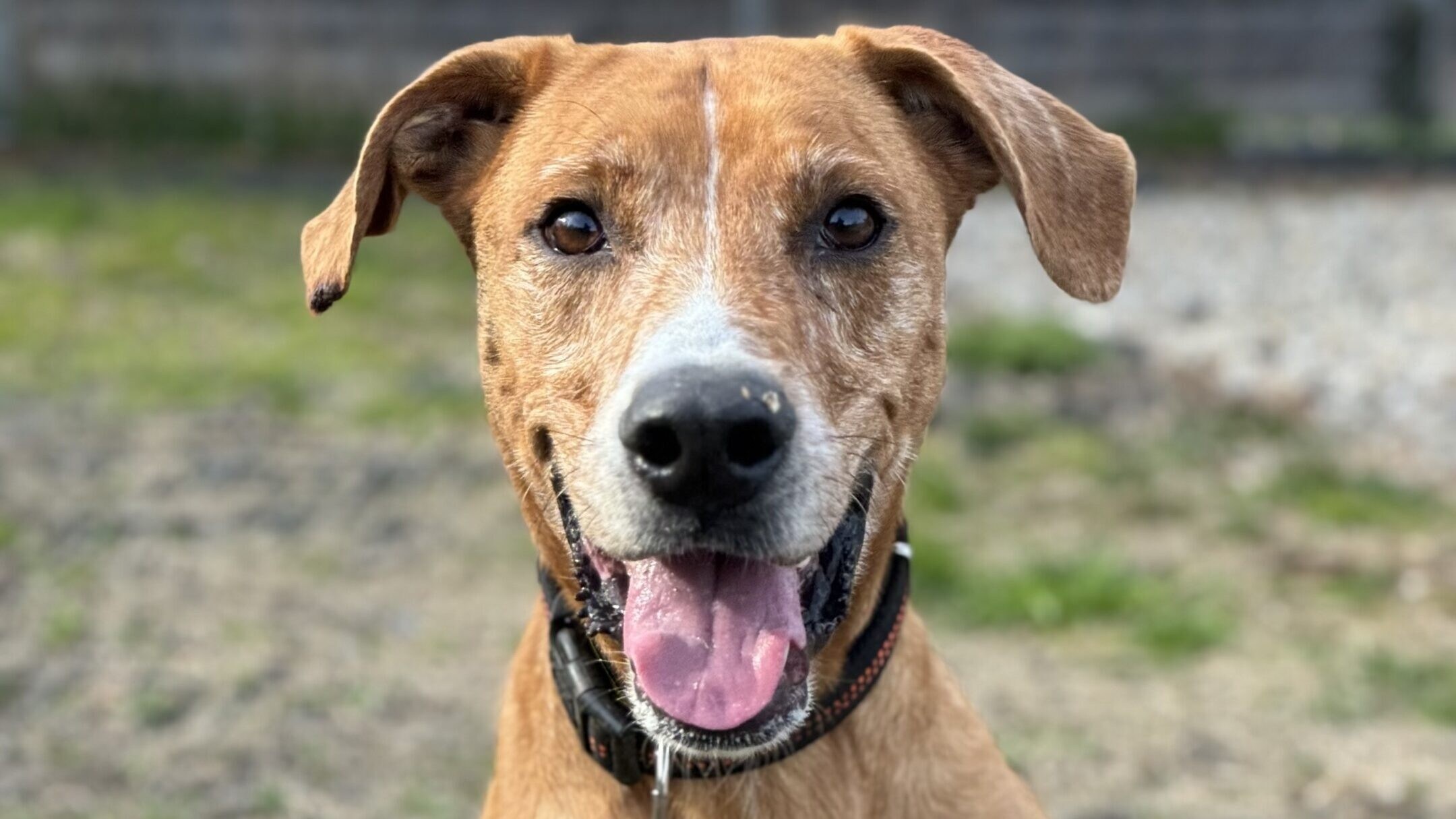Mischling Yacco ist sehr sensibel und anhänglich. (Bild: Tierschutzheim Vorarlberg)