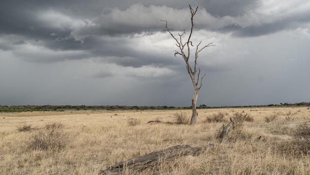 Aufnahme aus dem Hwange National Park (Bild: AFP)