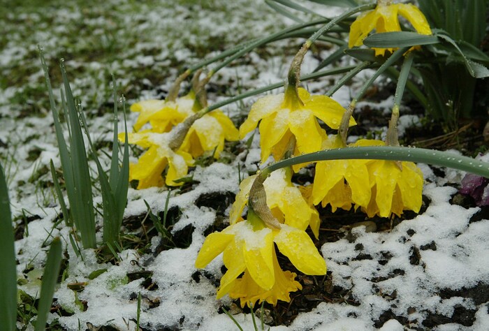 Frühblüher sind sehr widerstandsfähig – Eis und Schnee machen ihnen nicht viel aus.
