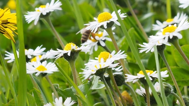 Early bloomers such as daisies serve as a source of food for many insects. (Bild: Elisabeth Kronsteiner)