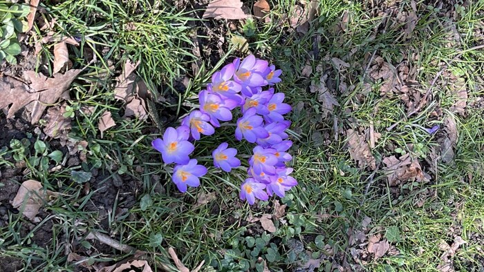 Krokusse sind in den Vorarlberger Tieflagen bereits verblüht, andernorts haben sie die ...
