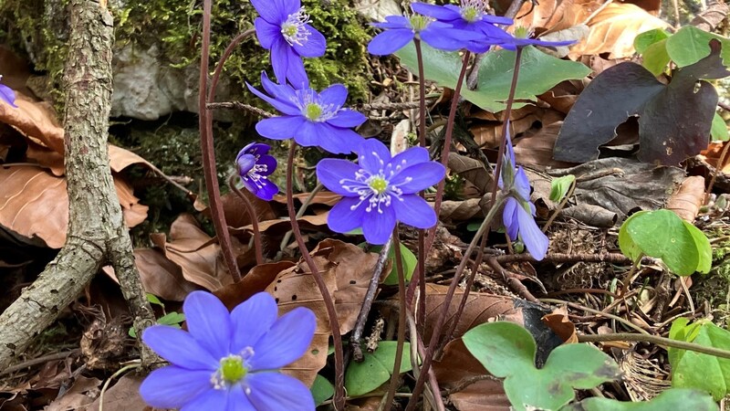 March violets and liverworts are very similar in color, but the flowers are noticeably different. (Bild: Eva Maria Huber)