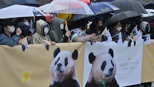 Binlerce insan posterler, pankartlar ve üzgün yüzlerle panda "Fu Bao "ya veda etti. (Bild: AFP)
