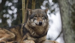 Wölfe sind in freier Wildbahn oft ein furchterregender Anblick (Bild: Scharinger Daniel)