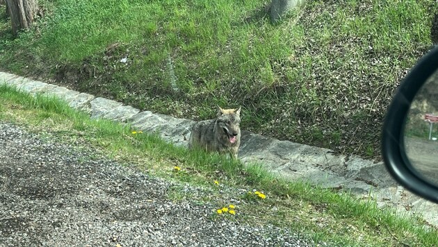 A wolf was spotted on the B37 in broad daylight (Bild: Roman Tacha)